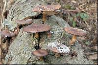 Polyporus brumalis image