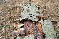 Polyporus brumalis image