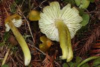 Hygrocybe virescens image