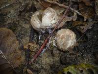 Clathrus archeri image