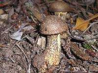 Suillus fuscotomentosus image