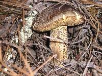 Suillus fuscotomentosus image