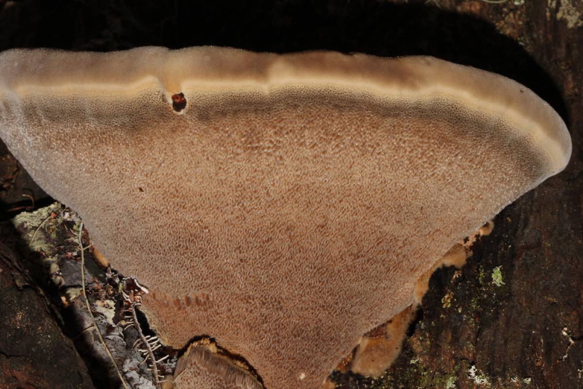 Onnia circinata image