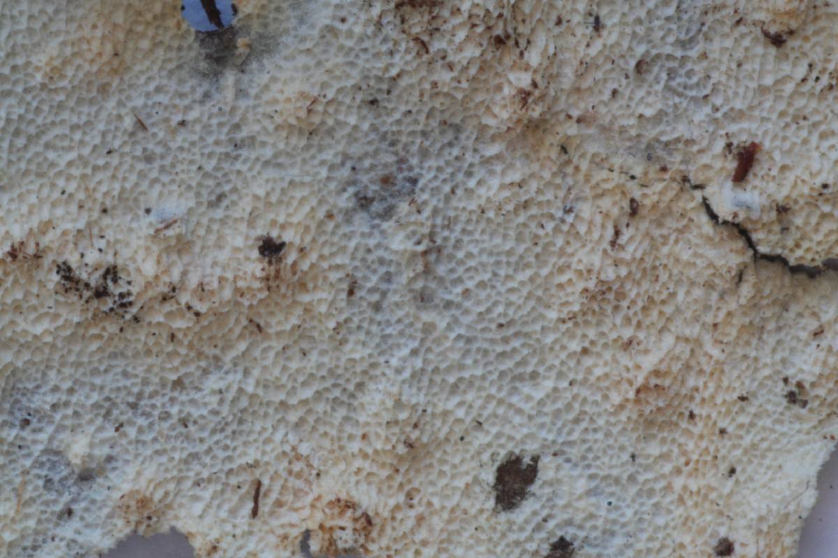 Ceriporiopsis subvermispora image