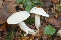 Hygrophorus eburneus image