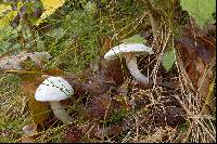 Hygrophorus eburneus image