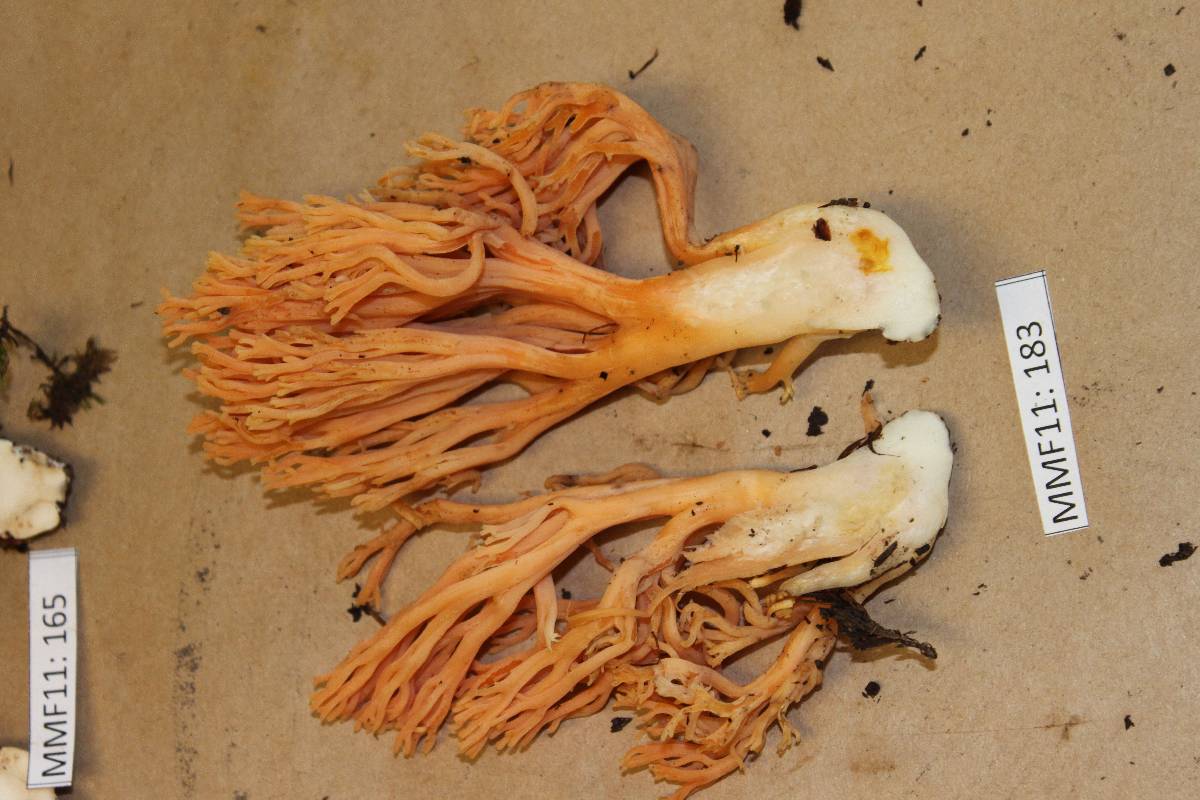 Ramaria leptoformosa image