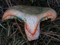 Lactarius deliciosus var. areolatus image