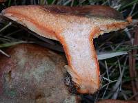 Lactarius deliciosus var. areolatus image