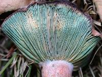 Lactarius deliciosus var. areolatus image