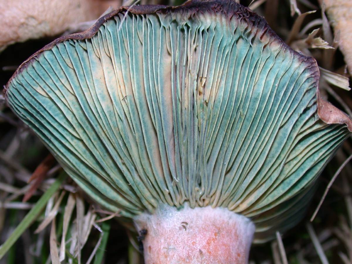 Lactarius deliciosus var. areolatus image