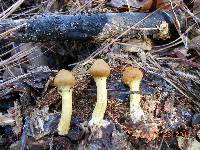 Cortinarius semisanguineus image