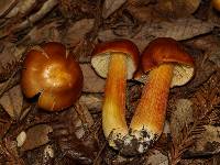 Hygrocybe punicea image