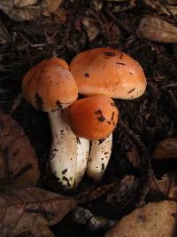 Hygrophorus pudorinus image