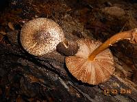 Pluteus umbrosus image