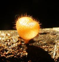 Cookeina tricholoma image