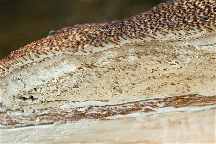 Dichomitus campestris image