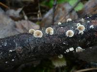 Crepidotus cesatii image