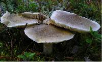 Tricholoma arvernense image