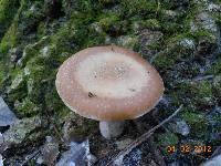 Armillaria gallica image