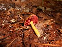 Cortinarius semisanguineus image