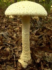 Amanita rhopalopus image