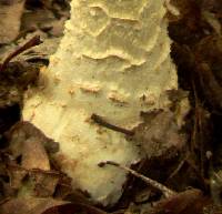 Amanita rhopalopus image