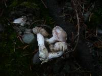 Cortinarius ochroleucus image