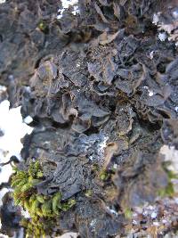 Collema nigrescens image