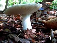 Russula parvovirescens image