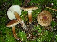 Tricholoma vaccinum image