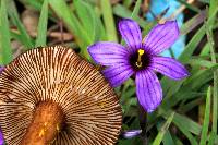 Lactarius lignyotellus image