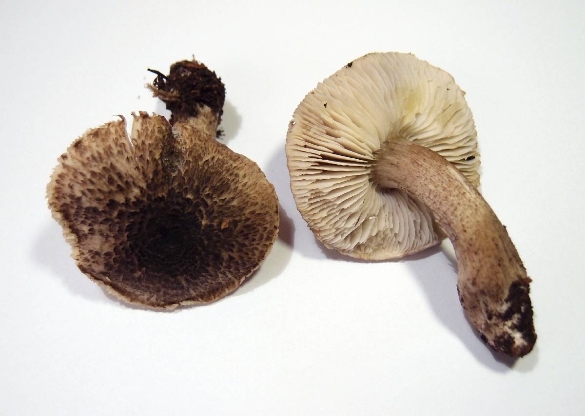 Tricholoma atrosquamosum image