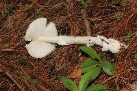 Amanita xylinivolva image