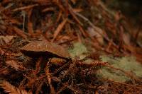 Boletus chrysenteron image