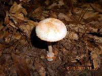 Amanita roseitincta image