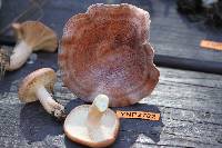 Lactarius xanthogalactus image