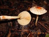 Lepiota subcristatiformis image