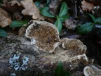 Coriolopsis gallica image