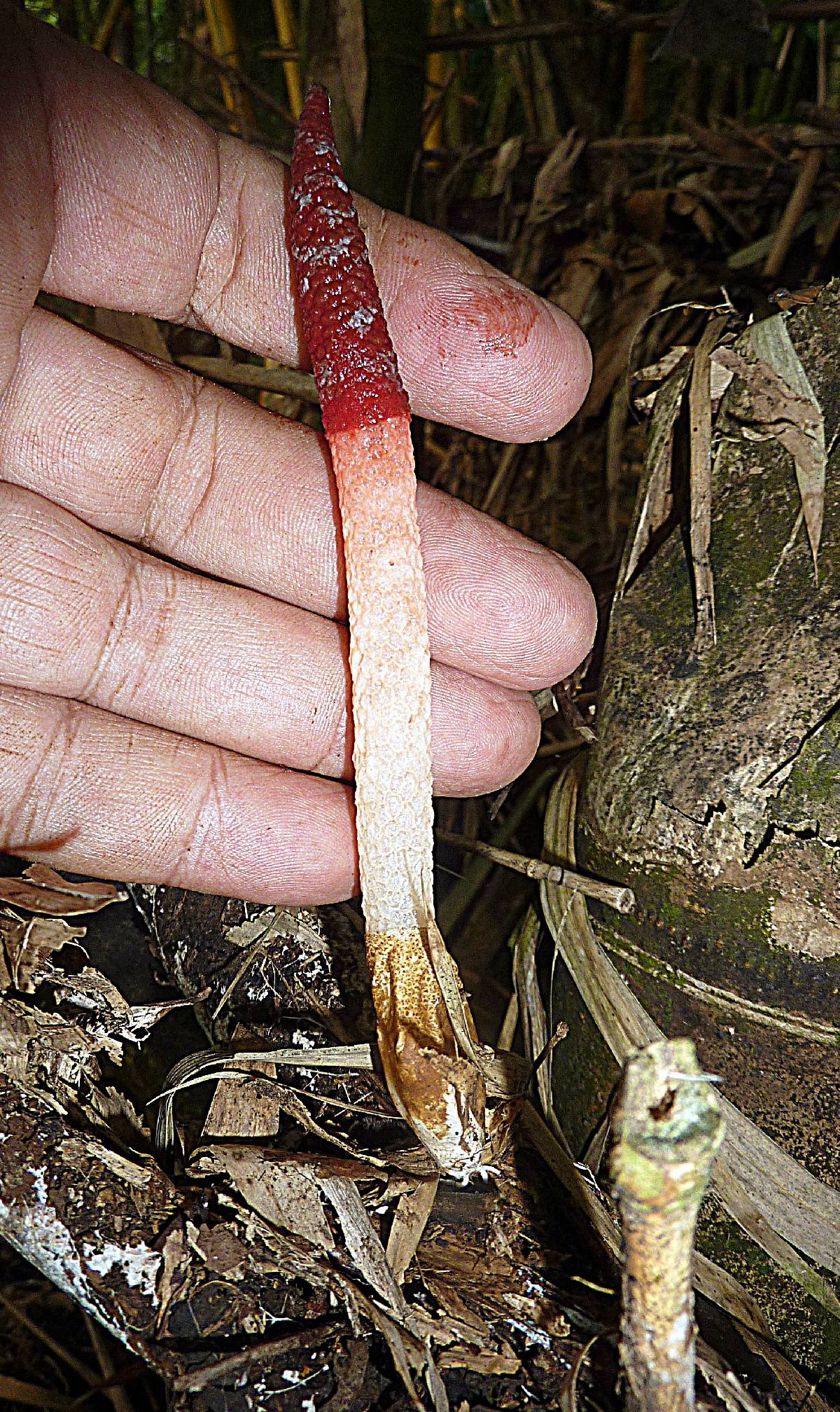 Mutinus bambusinus image