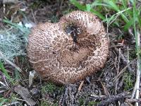 Inocybe hirsuta var. maxima image