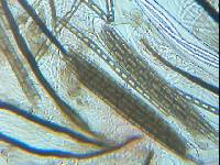 Trichoglossum hirsutum image