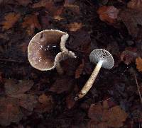 Hygrophorus persoonii image