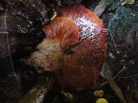 Fistulina hepatica image