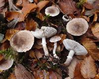 Tricholoma cingulatum image