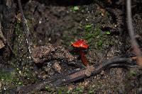 Hygrocybe hypohaemacta image