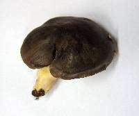 Tricholoma portentosum image