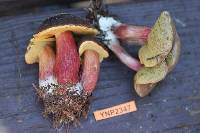 Boletus zelleri image