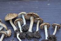 Inocybe mixtilis image