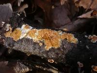 Steccherinum ochraceum image